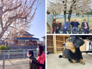 利用者さんとお花見へ！たいよう遠賀館日記①